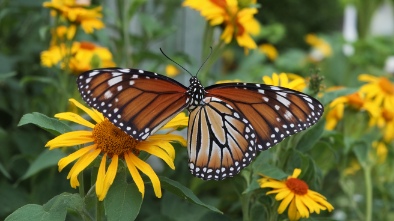 butterfly world