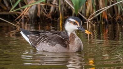 sawgrass nature center and wildlife hospital